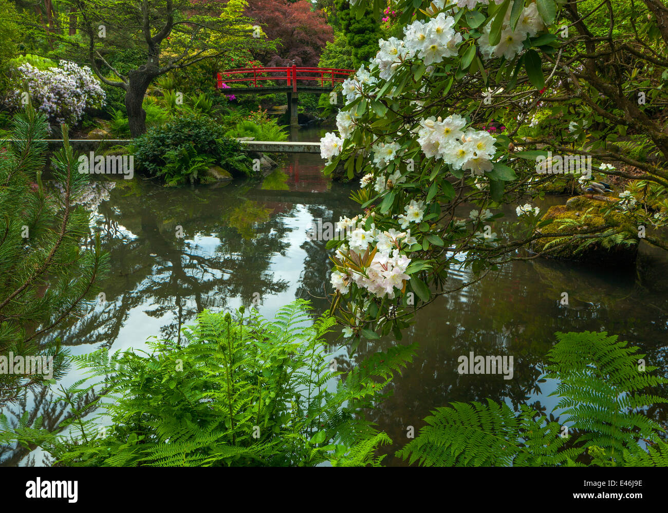 Giardino Kubota, Seattle, WA: Bianco fioritura rododendri e Ponte di cuore Foto Stock
