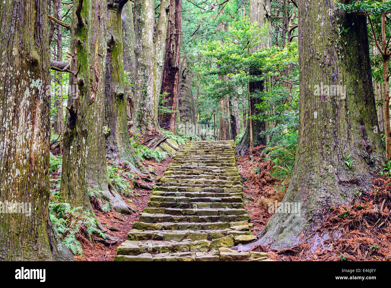 Kumano Kodo a Daimon-zaka, un sentiero sacro designato come sito del Patrimonio Mondiale dell'UNESCO in LA NACHI, Wakayama, Giappone. Foto Stock