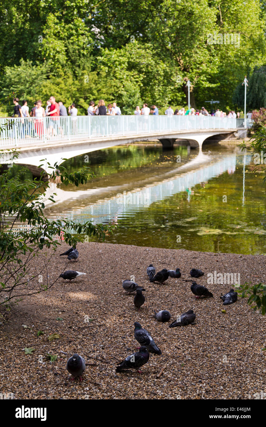 Piccioni presso il St James Park di Londra con la gente che camminava lungo il ponte blu in background, Inghilterra Foto Stock