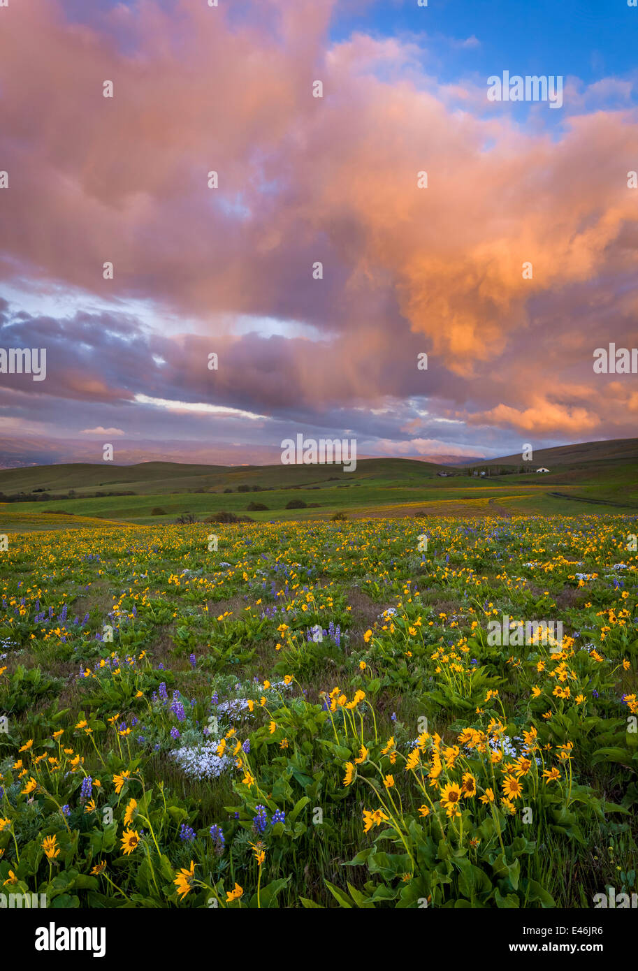 Columbia Hills State Park, WA: tempesta si avvicina all'alba con lupino balsamo e fioritura di root sul pendio di una collina Foto Stock