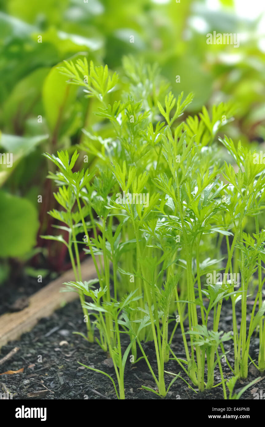 Piantine di carote con gara fogliame verde Foto Stock