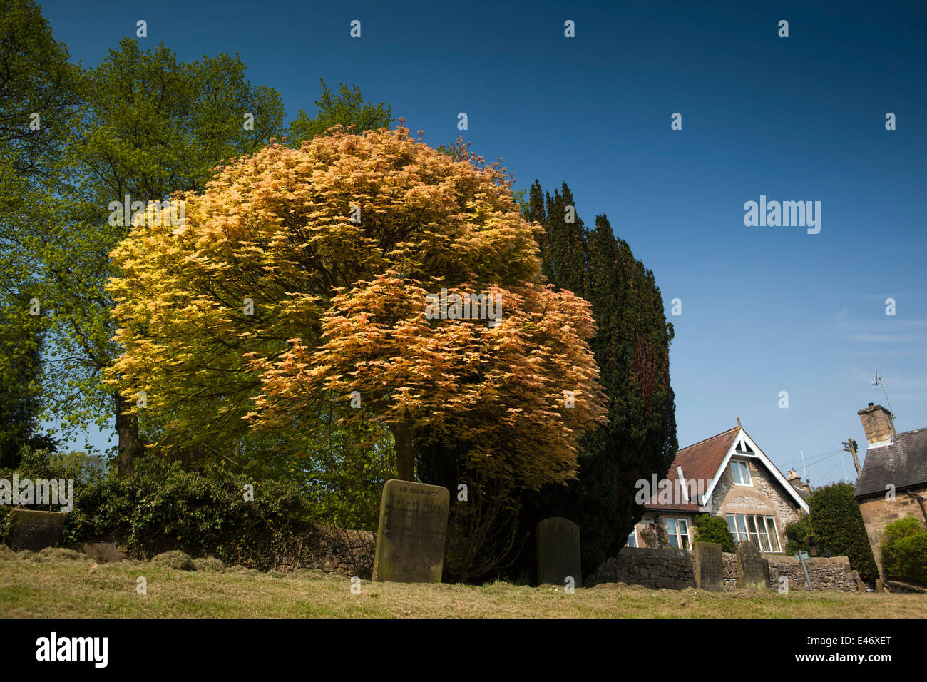 Regno Unito, Derbyshire, Peak District, Bakewell, tutti i Santi sagrato, acero in nuove foglie Foto Stock