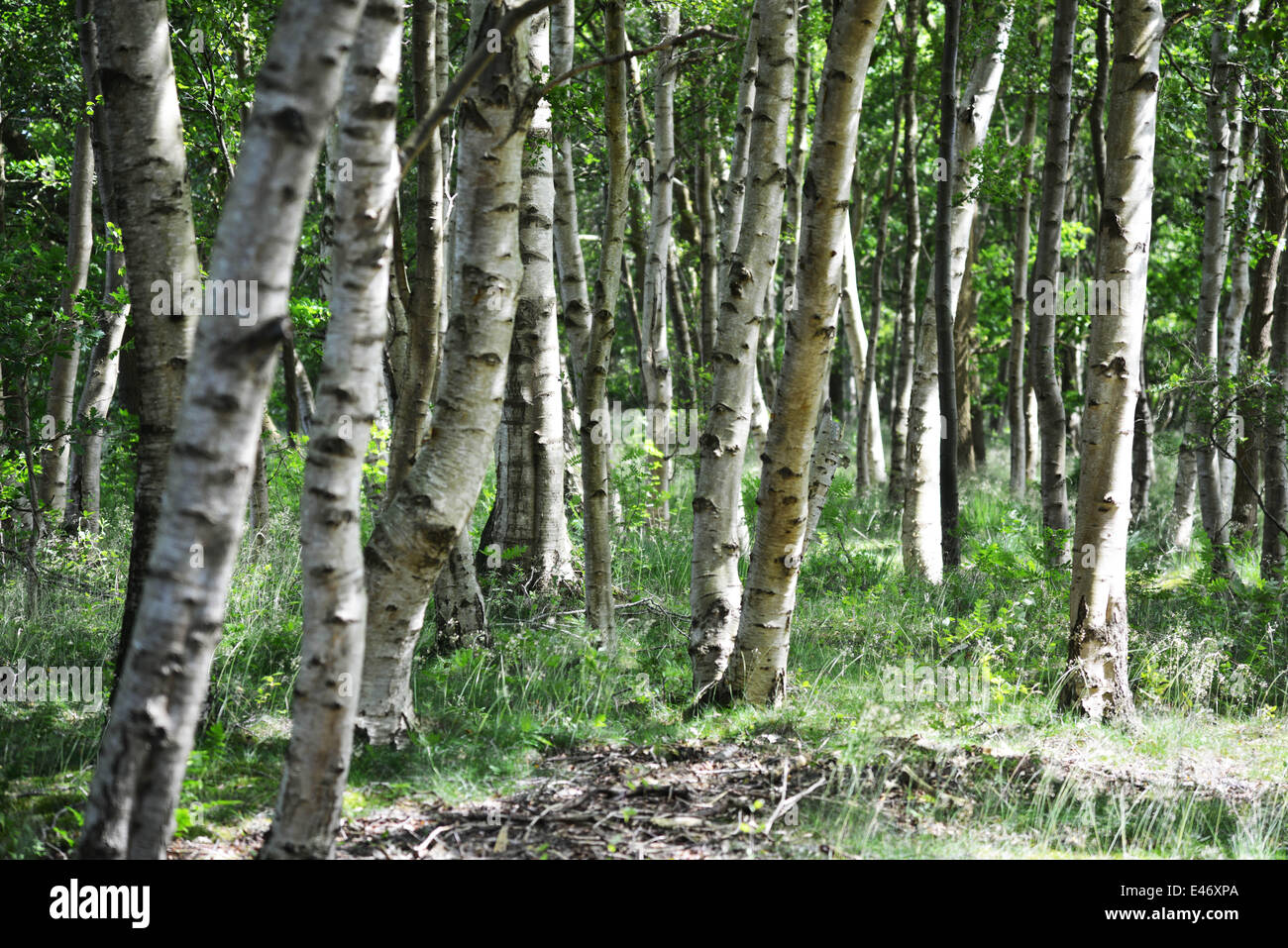 La zona intorno a Drenthe nel nord dei Paesi Bassi ha una natura diversificata, Heath e la brughiera "Ballooeerveld' (foto) con un ambiente incantevole. 15/06/2014 Foto Stock