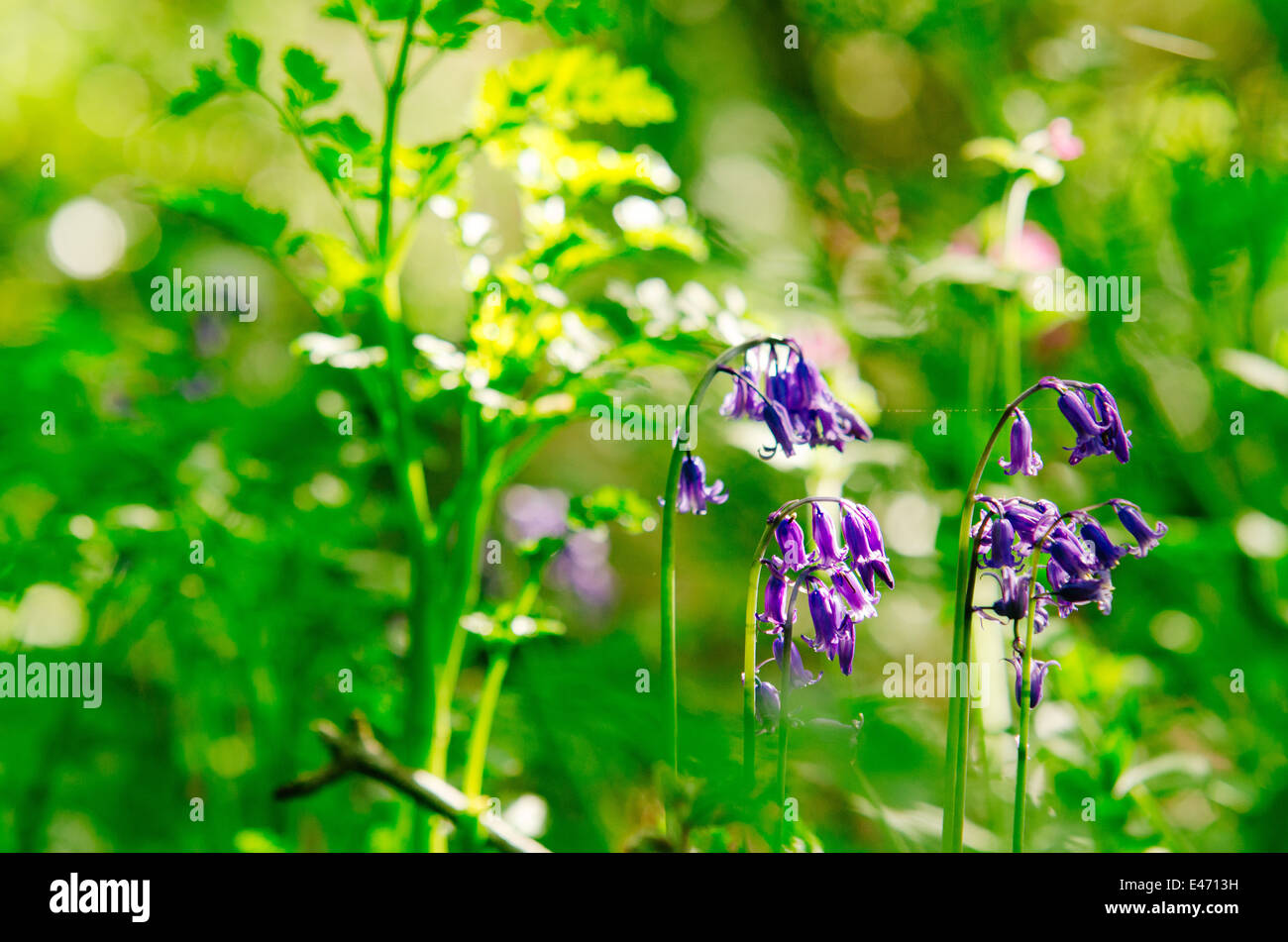 La molla bluebells in abbondanza sulla costa sud-ovest il percorso nei pressi di mousehole in Cornovaglia su una soleggiata giornata di primavera. vivace sfondo verde dall'erba Foto Stock