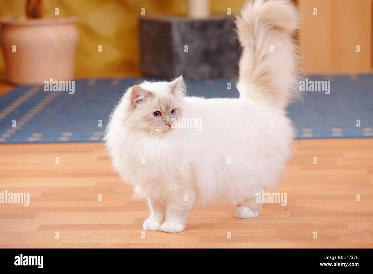 Gatto Sacri di Birmania, Tomcat, lilla-tabby point, 1 1/2 anni |Birmakatze, Kater, lilla-tabby point, 1 1/2 Jahre Foto Stock