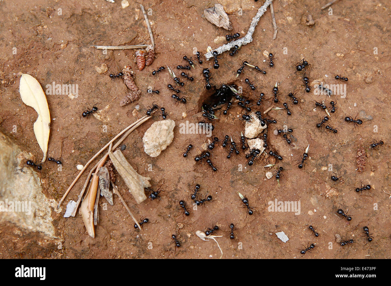 Formiche nel loro anthouse ingresso, Maiorca, SPAGNA Foto Stock