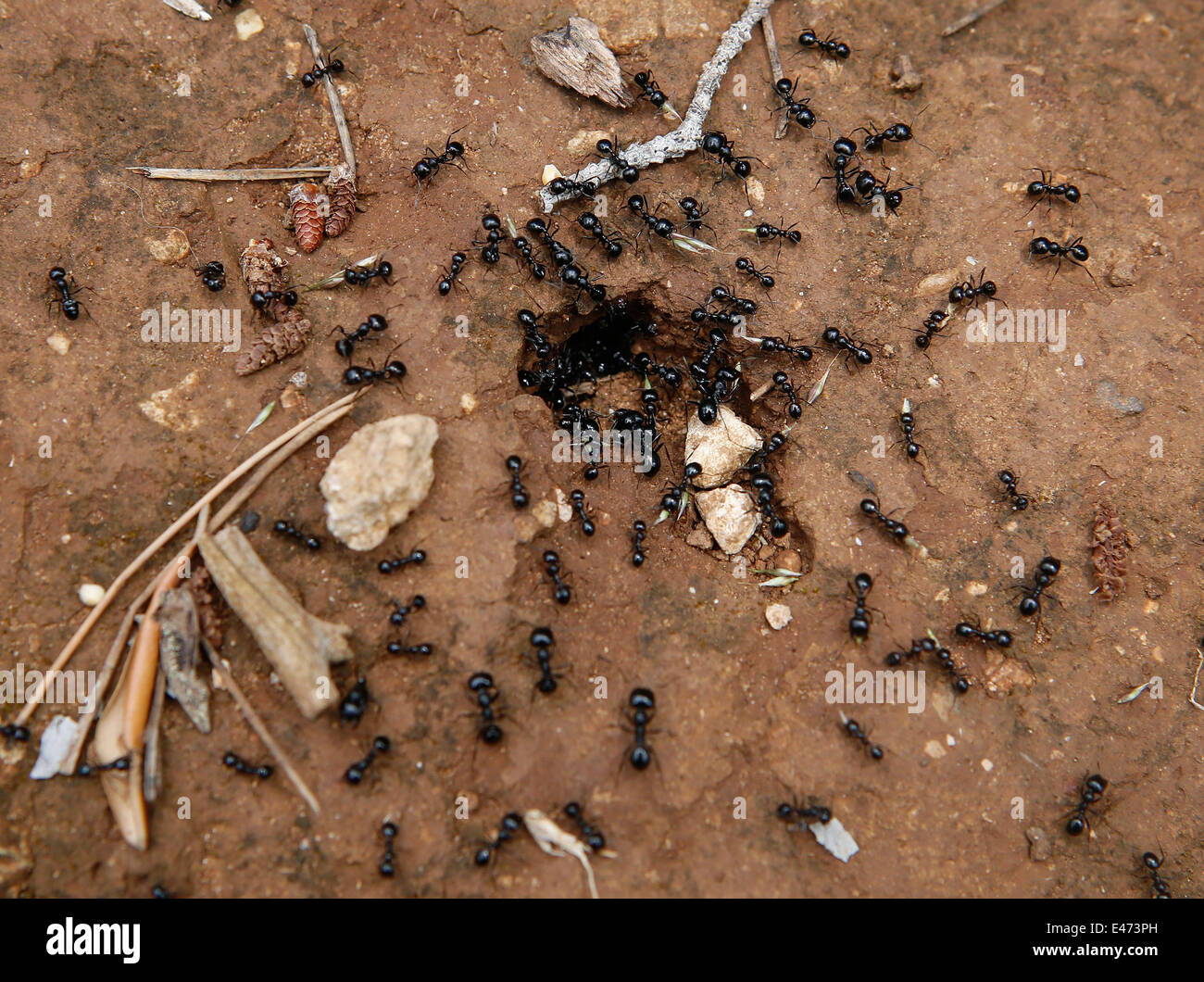 Formiche nel loro anthouse ingresso, Maiorca, SPAGNA Foto Stock