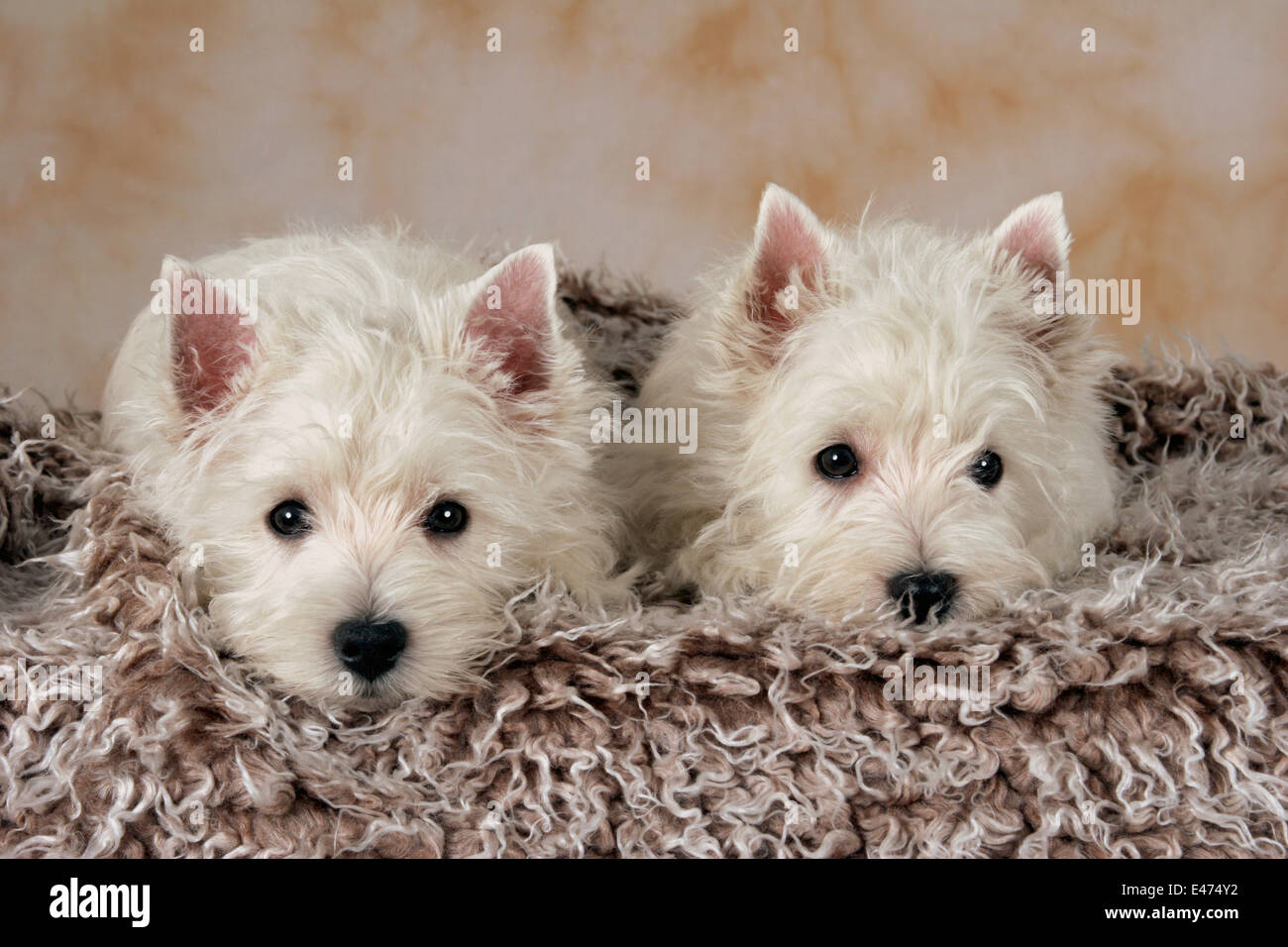 West Highland White Terrier Foto Stock