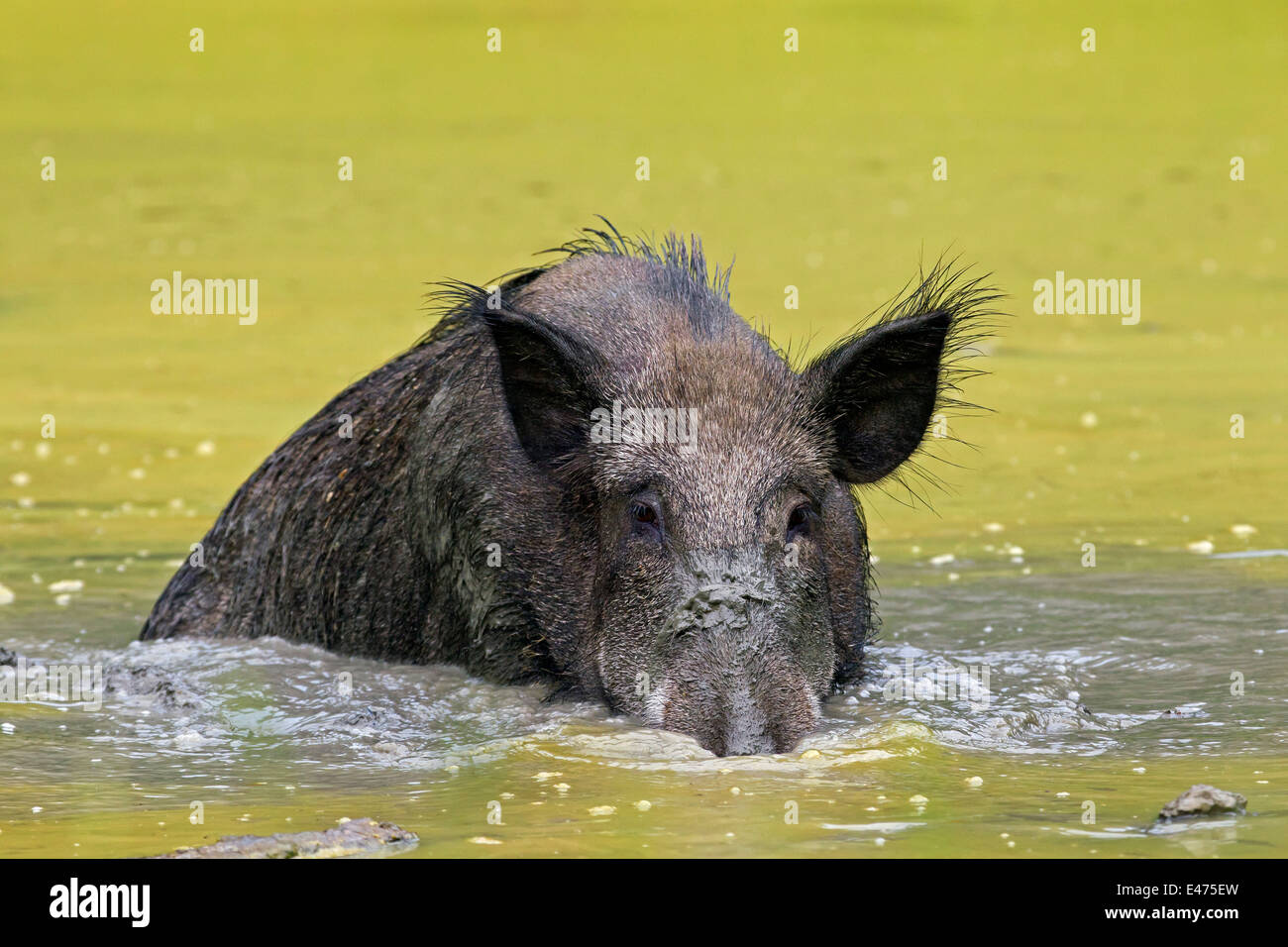 Il cinghiale (Sus scrofa) femmina wallowing in fango della piscina in estate Foto Stock
