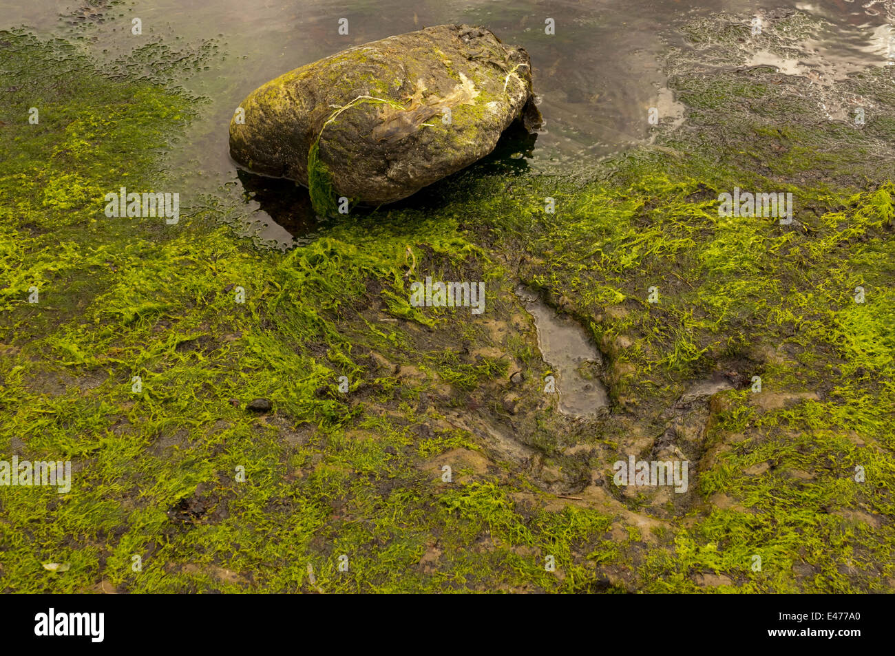 Footprint di dinosauri nella roccia a Staffin Bay Foto Stock