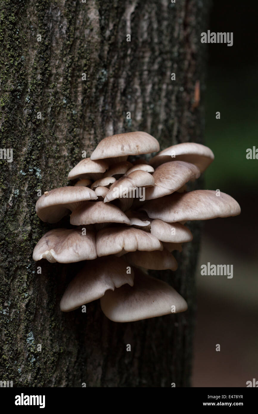 Funghi su albero di pino Foto Stock