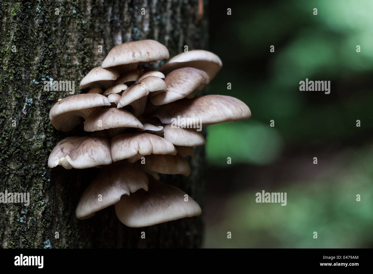 Funghi su albero di pino Foto Stock