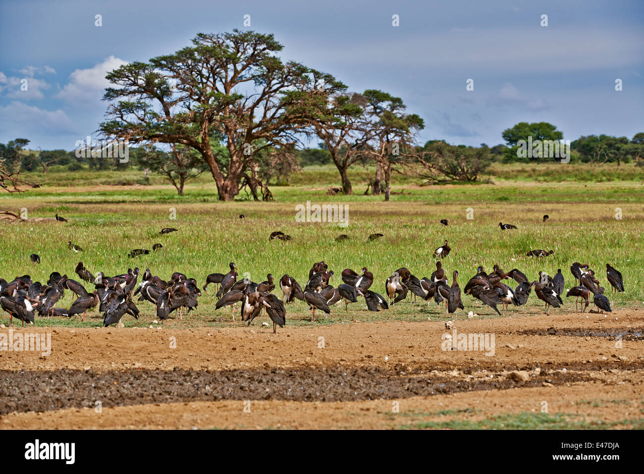 La Abdim Stork, Ciconia abdimii, Kgalagadi Parco transfrontaliero, il Kalahari, Sud Africa, Botswana, Africa Foto Stock