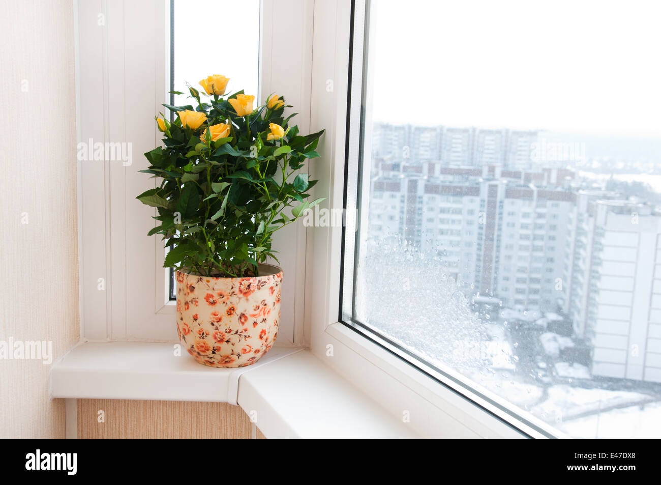 Impianto indoor rose pot giallo home fiori di fioritura hobby interior design uno bud fiore nessuno Foto Stock