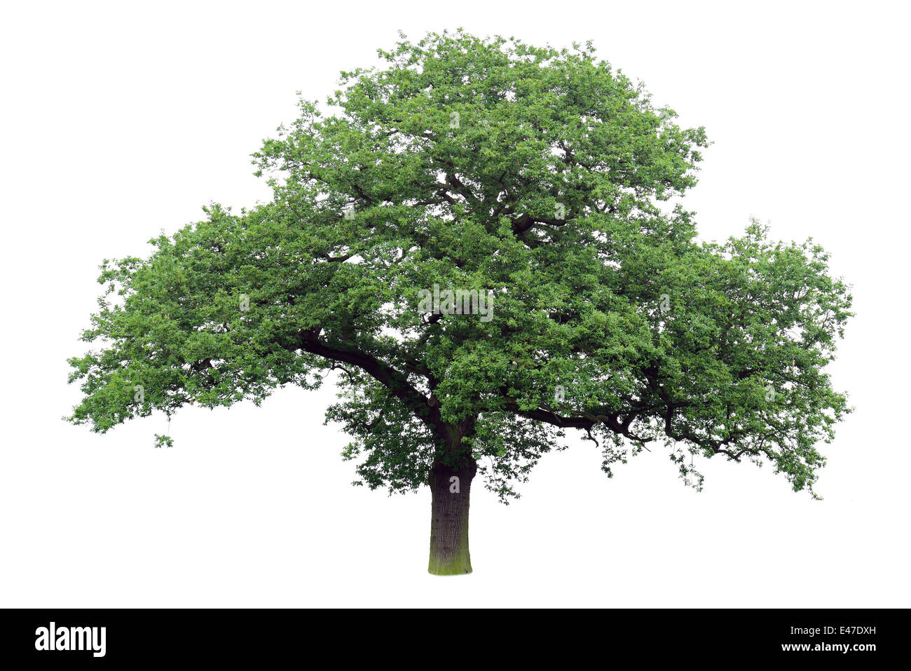 Unico albero di quercia con foglie verdi isolati su sfondo bianco Foto Stock