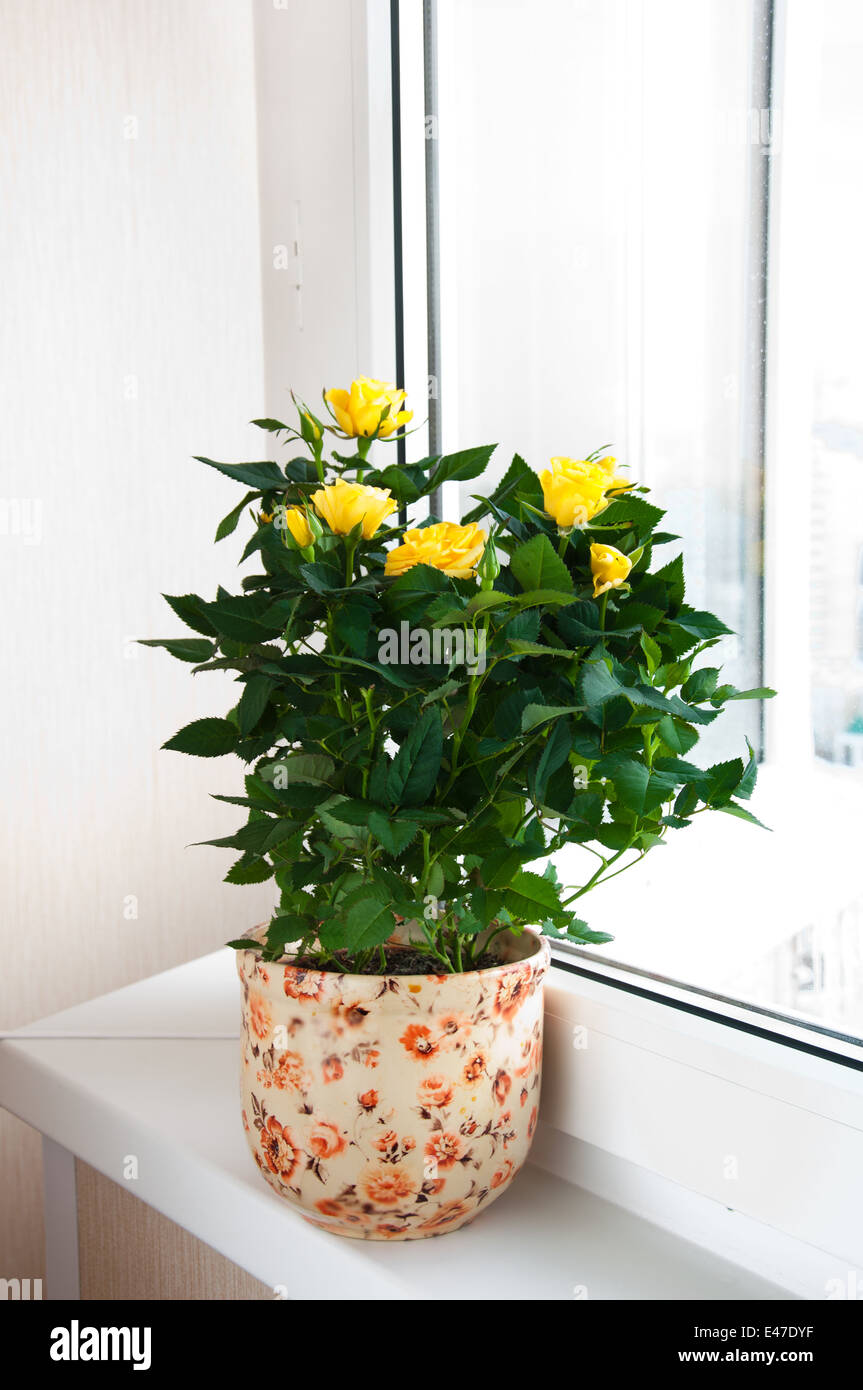 Impianto indoor rose pot giallo home davanzale di plastica fiori di fioritura hobby interior design un germoglio di fiore camera nessuno Foto Stock