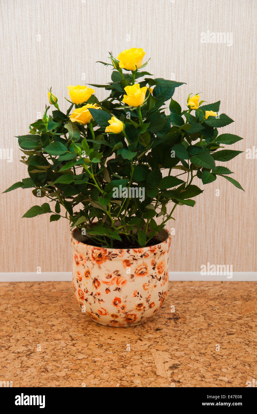 Impianto indoor rose pot giallo home fiori di fioritura hobby interior design uno bud fiore nessuno Foto Stock