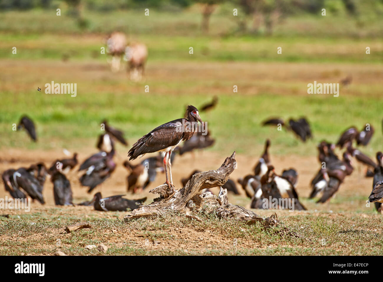 La Abdim Stork, Ciconia abdimii, Kgalagadi Parco transfrontaliero, il Kalahari, Sud Africa, Botswana, Africa Foto Stock