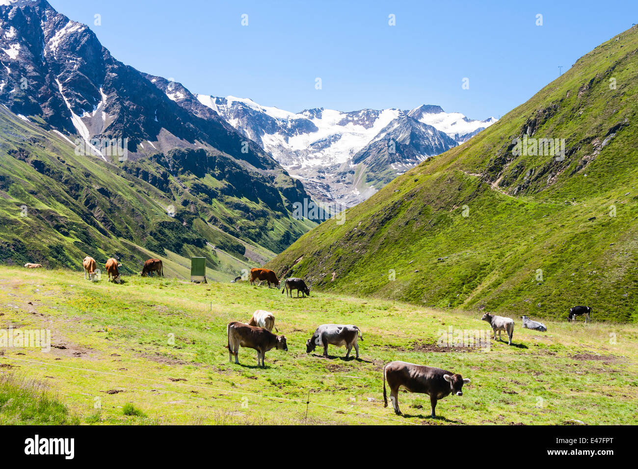 Le mucche in parte anteriore del Taschachferner in Pitztal in Austria Foto Stock