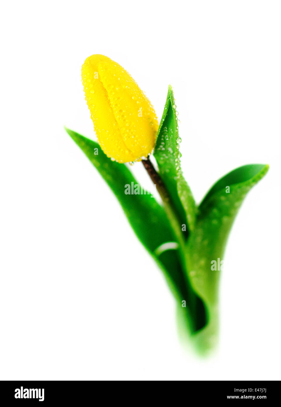 Giallo tulip fresco isolato su sfondo bianco Foto Stock