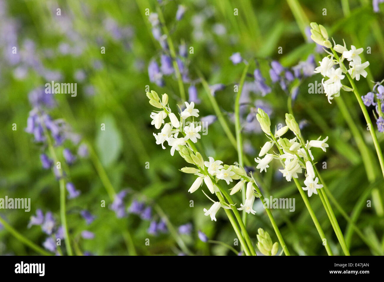 Blu e bianco Bluebells inglese nel lussureggiante fogliame verde su una soleggiata mattina di primavera, bosco scena o soleggiato giardino primavera confine. Foto Stock