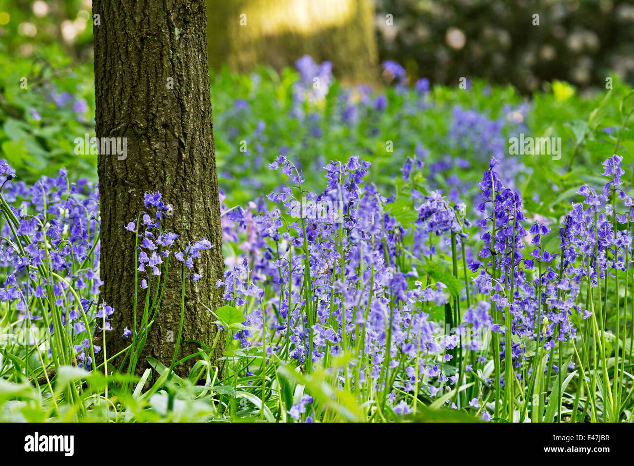 Bluebell legno, bluebells nel verde lussureggiante fogliame di bosco su una soleggiata mattina di primavera. Foto Stock