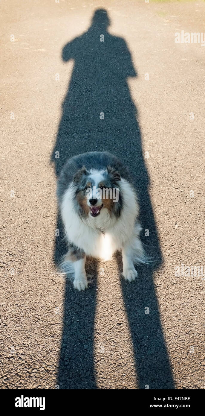 Cane in ombra dei proprietari. Foto Stock
