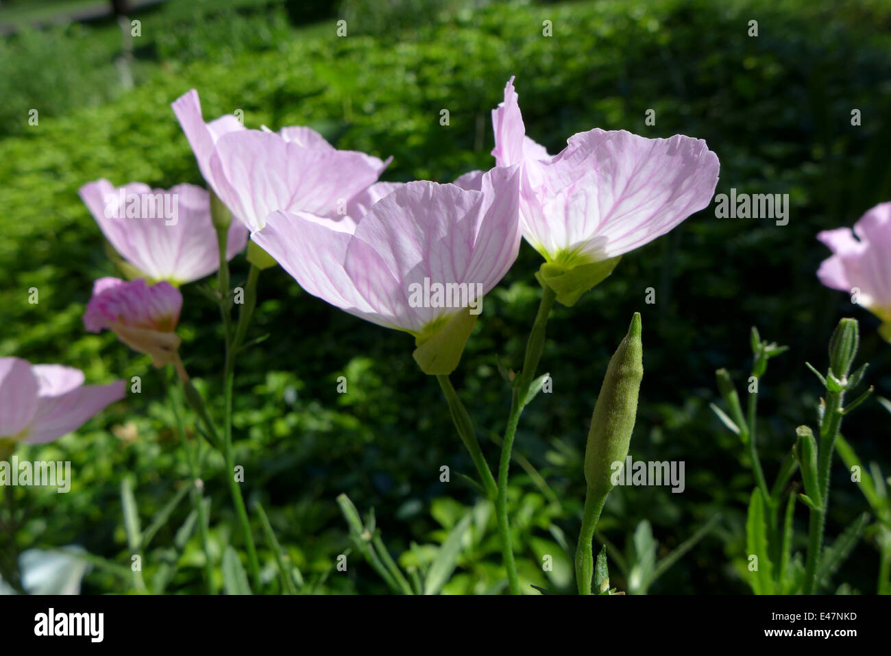 Fiori rosa. Foto Stock