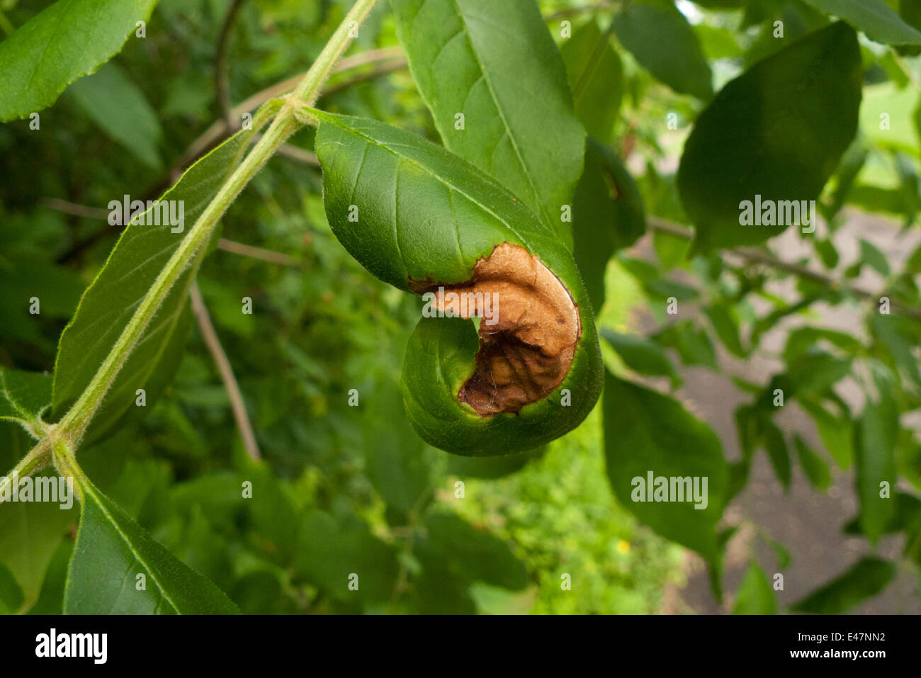 Foglio malato Foto Stock