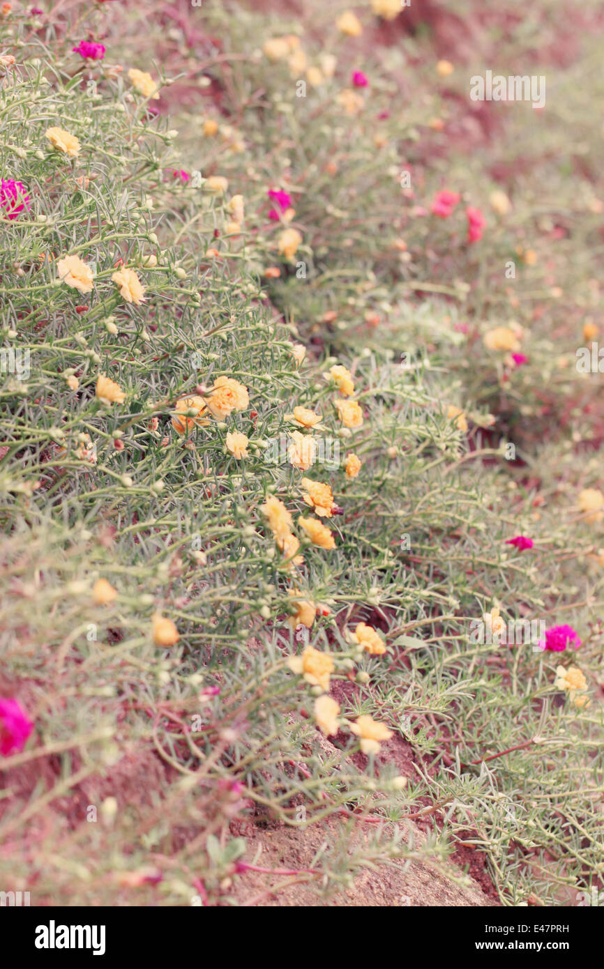 Colorata di piccoli fiori decorare in stile vintage. Foto Stock