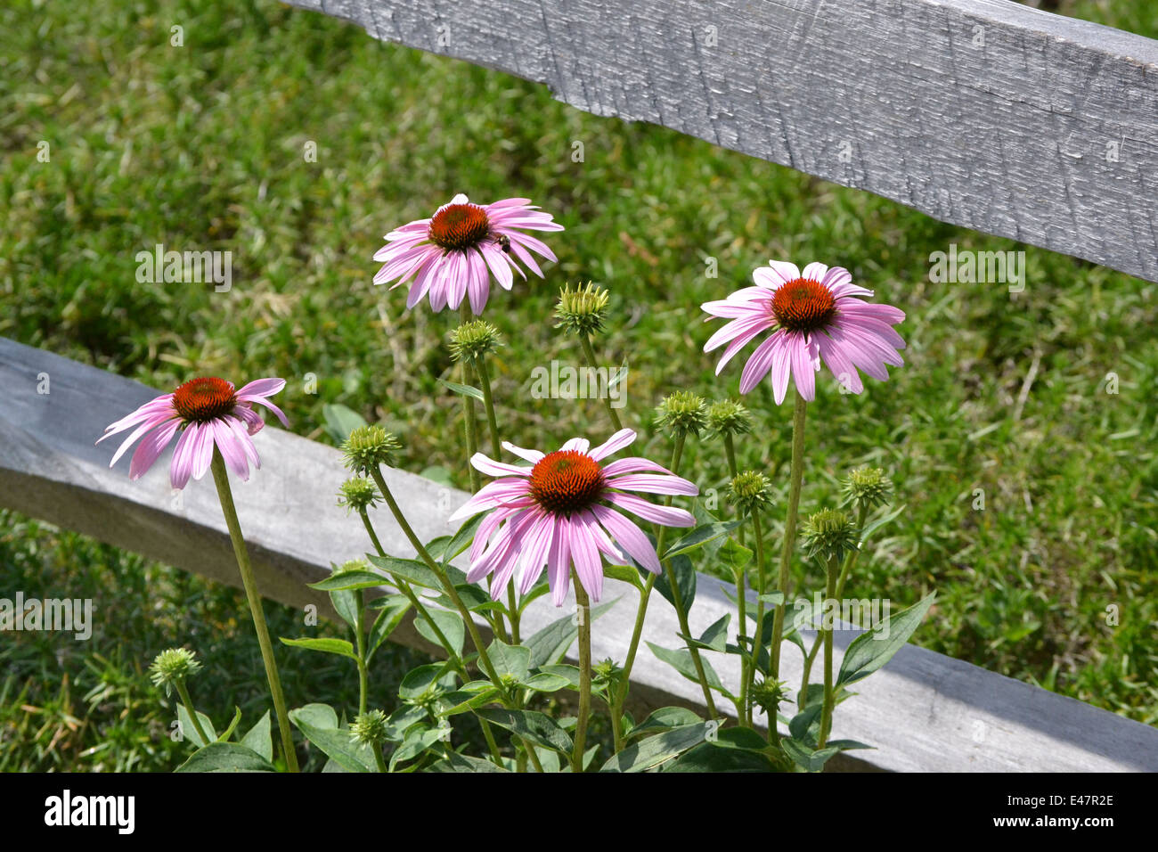 Purple Coneflowers lungo Split cancellata Foto Stock