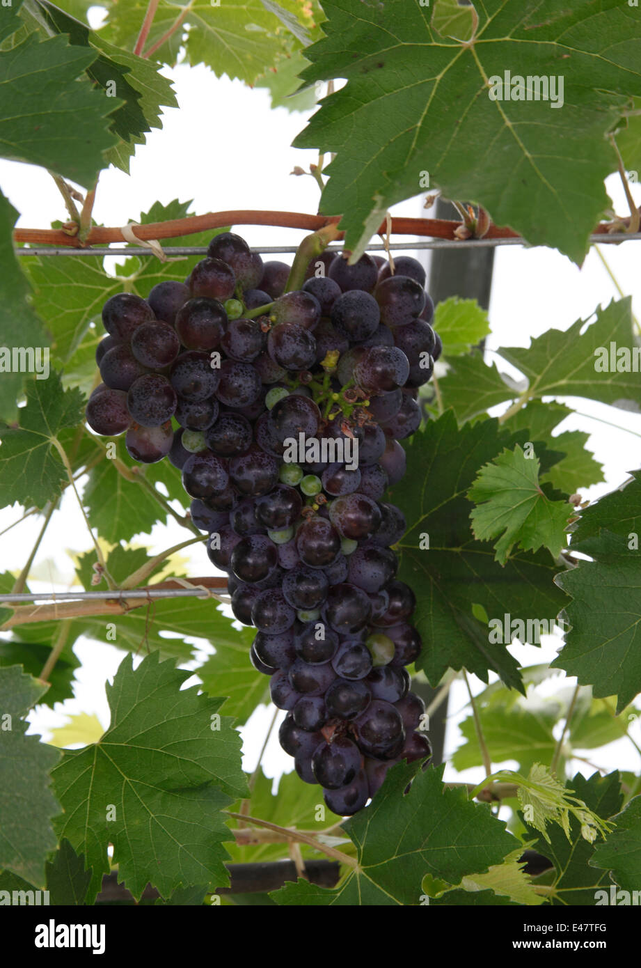 Vitis vinifera 'Mrs Pinces nero moscato' uva close up di frutta Foto Stock