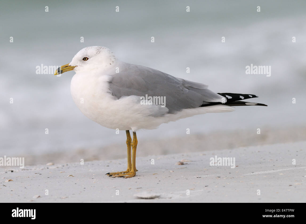 Anello-fatturati Gull presso la spiaggia di Fort De Soto, Florida, Stati Uniti d'America. L'acqua in background è quello del Golfo del Messico Foto Stock