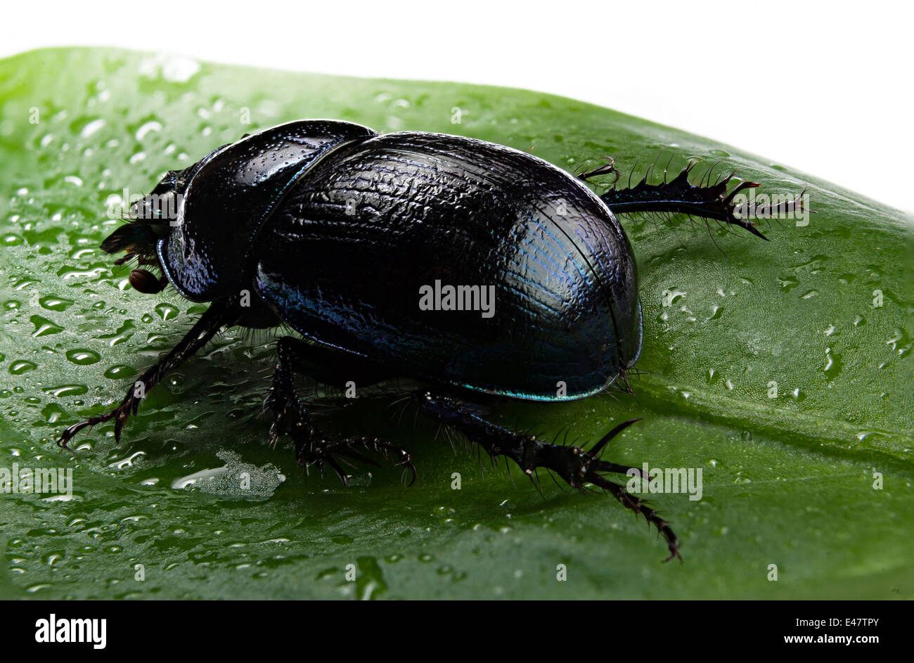 Viola o blu sterco di foresta beetle sulla foglia verde Foto Stock