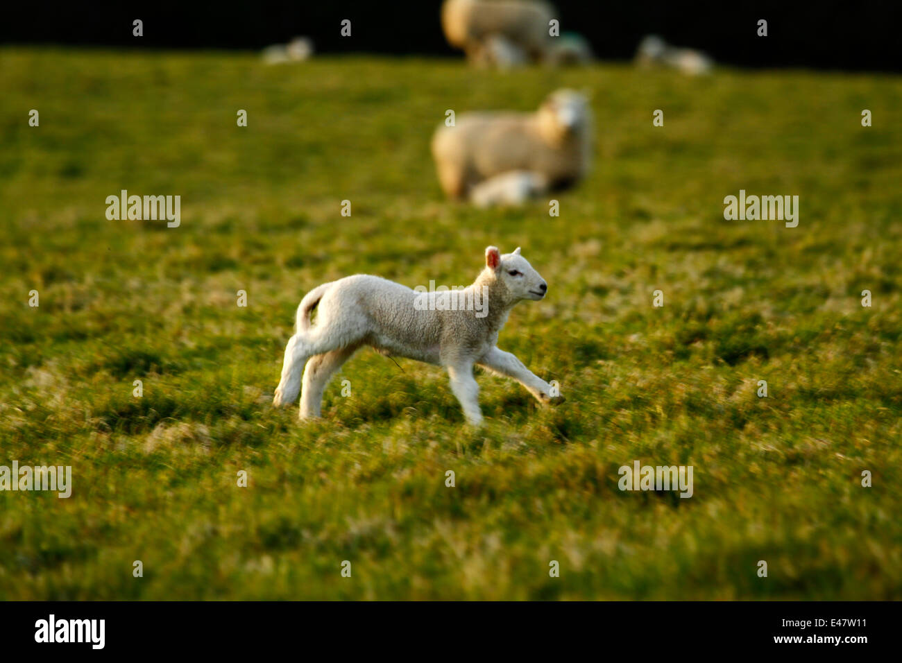 Molla di allevamento agnello giocando in esecuzione con la gioia della molla in mezzo a un gregge di pecore nel campo Foto Stock