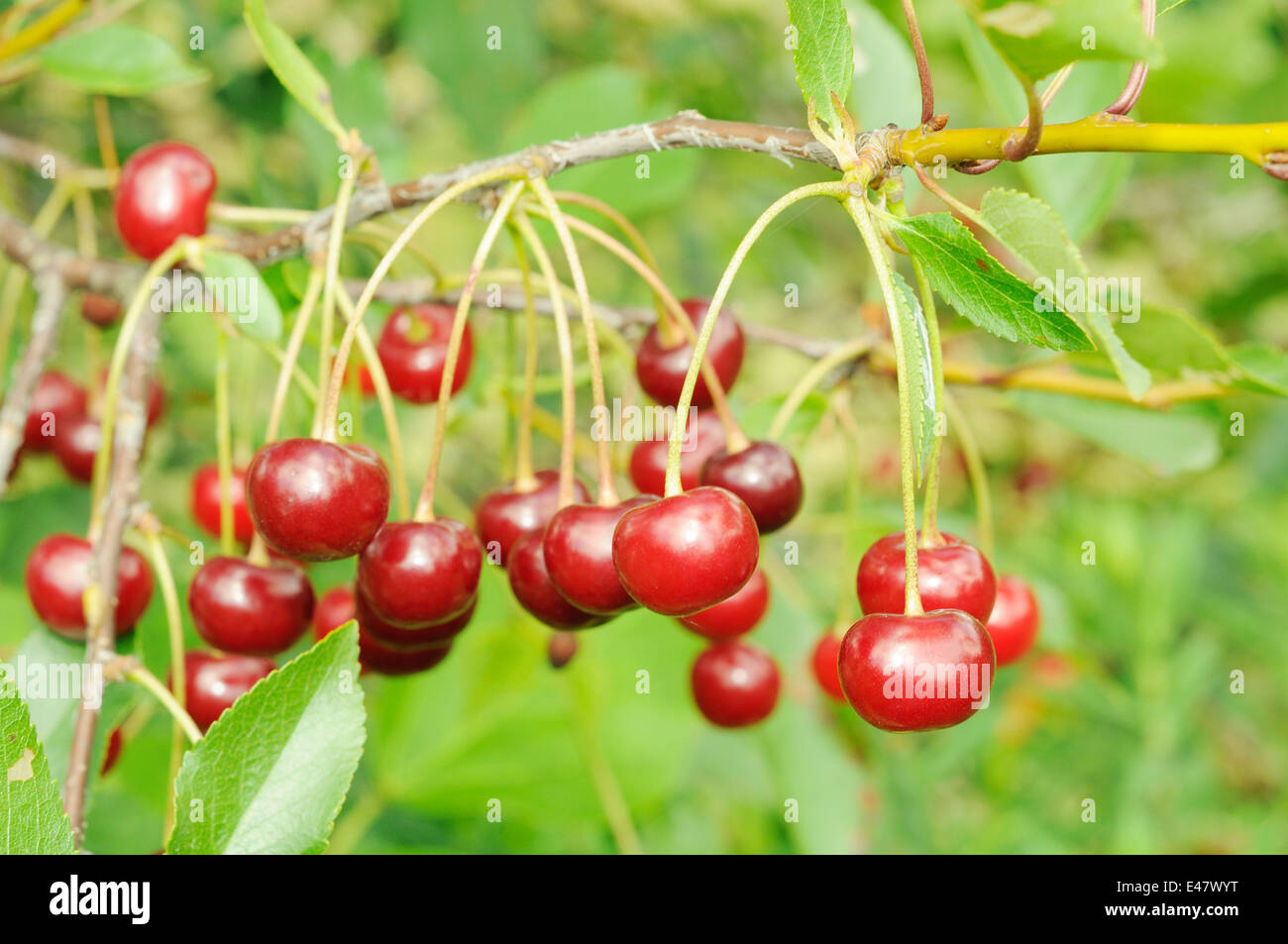 Ramo di ciliegia matura. Molti frutti di bosco luminoso. Foto Stock