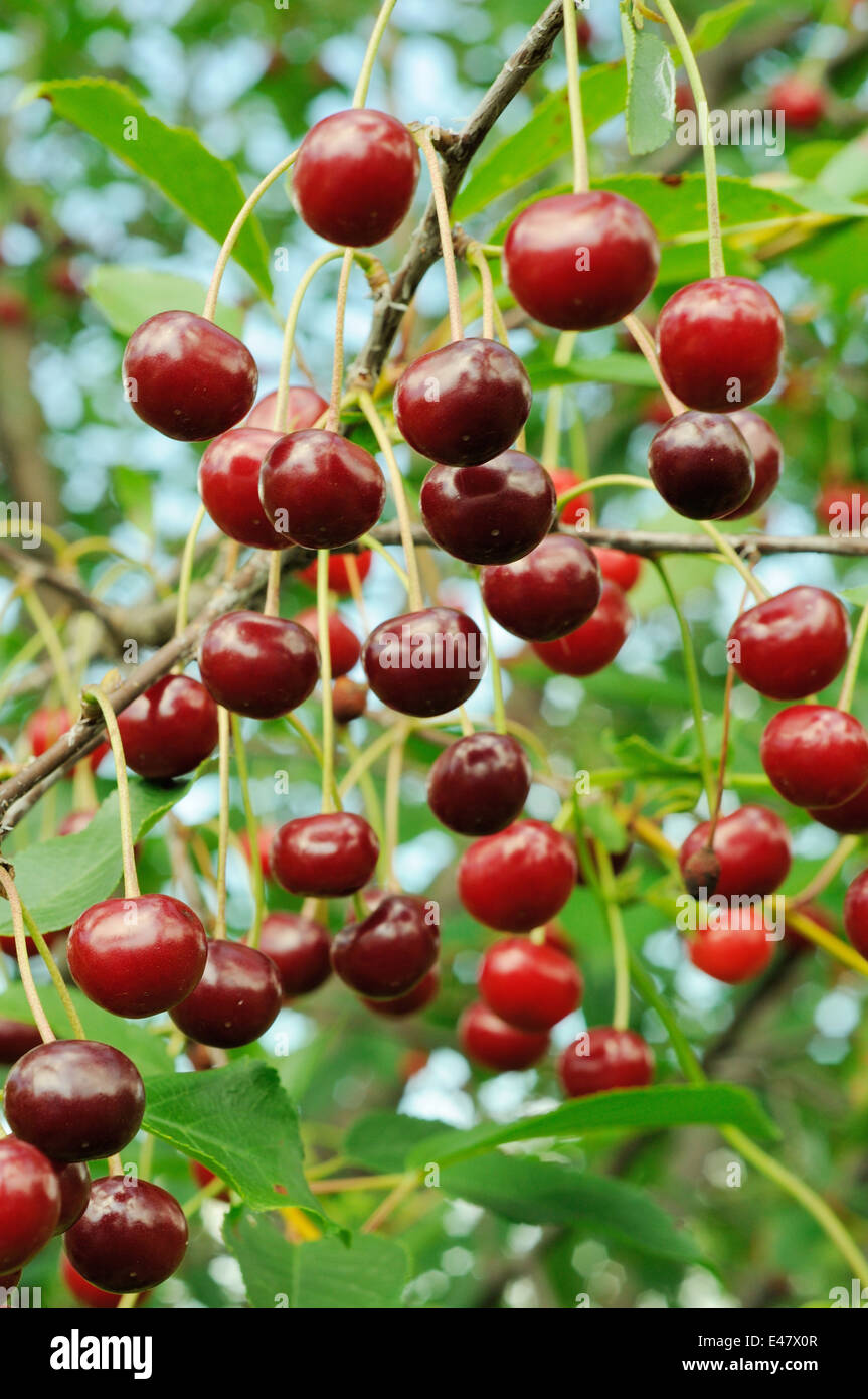 Ramo di ciliegia matura. Molti frutti di bosco luminoso. Foto Stock
