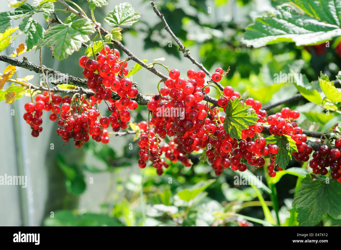 Luminose le bacche di ribes rosso sulla boccola Foto Stock