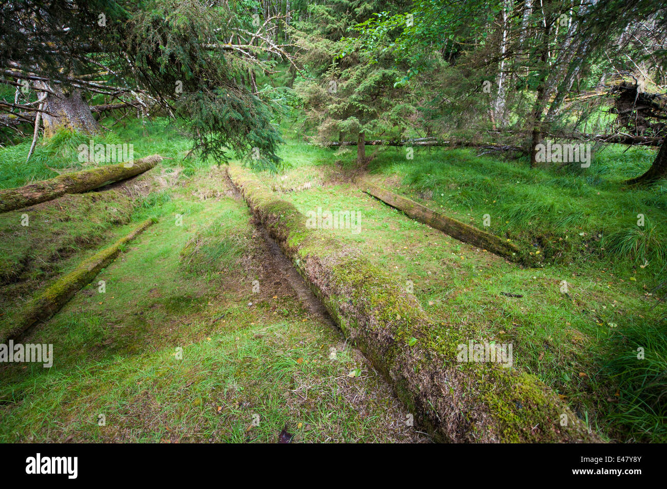 Totem Skedans, K'uuna Llnagaay, antiche delle prime nazioni rovine del villaggio, Graham Island, Haida Gwaii, Queen Charlotte Islands, British Columbia, Canada. Foto Stock