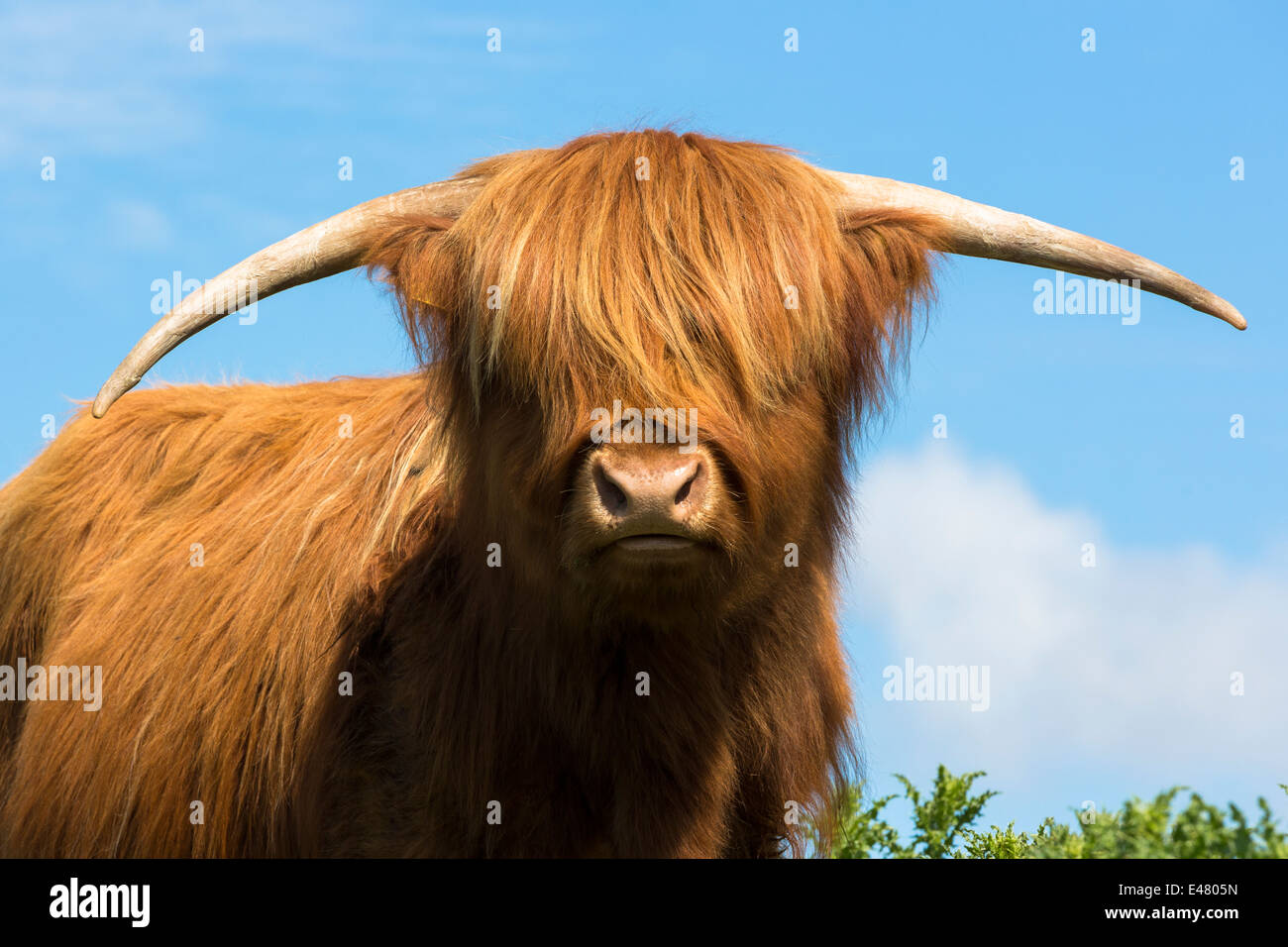 Vacca, Bos primigenius di Highland bovini pedigree puro nelle Highlands della Scozia Foto Stock