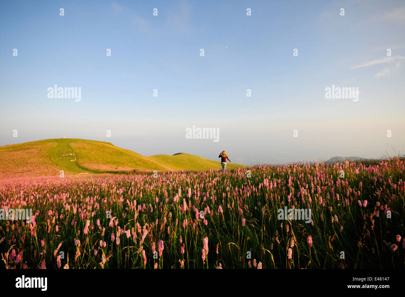 Campo di fiori con una ragazza Foto Stock
