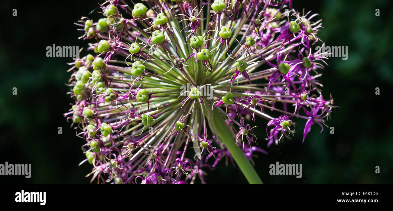 Primo piano di un viola Allium testa di fiori in un giardino di Cheshire England Regno Unito Regno Unito Foto Stock