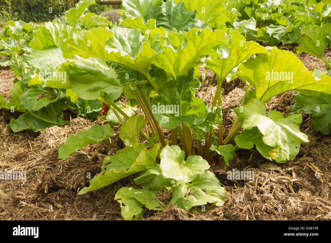 Crescente Rheum rhabarbarum in orto. Foto Stock