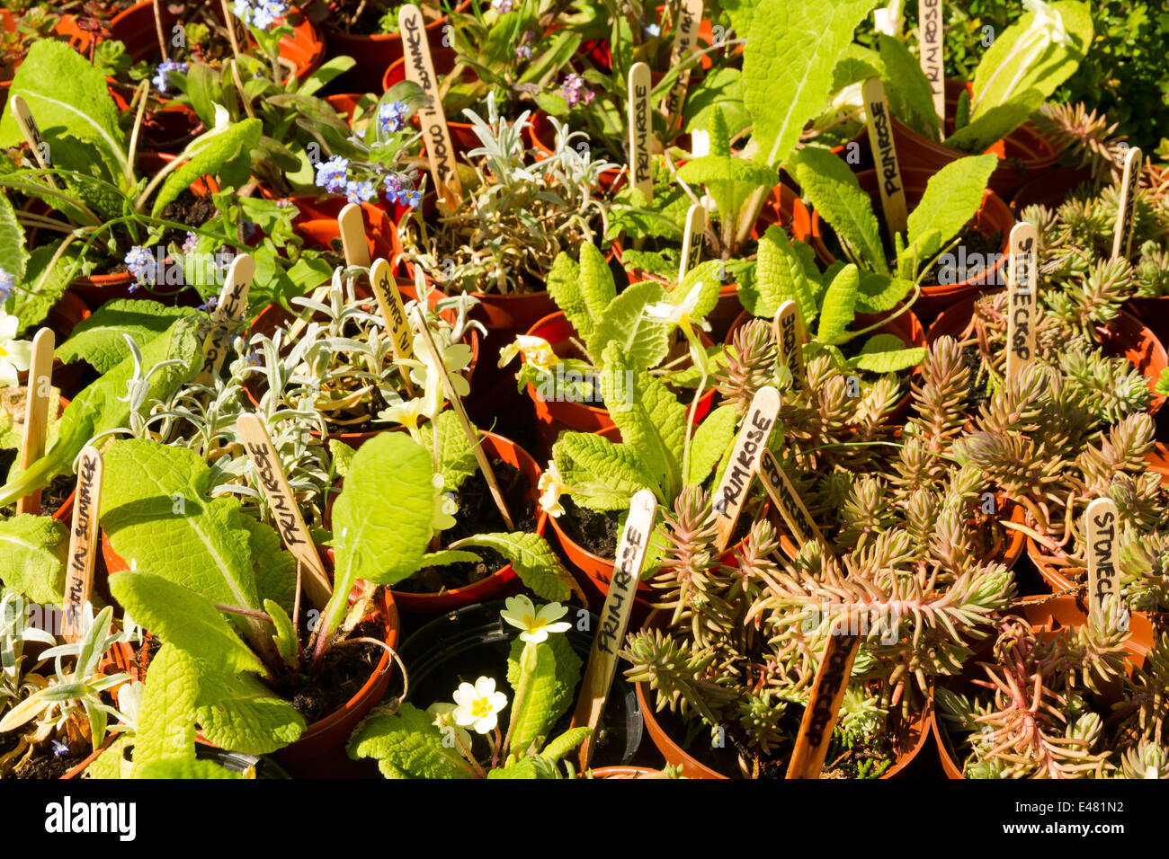 Regno Unito piante di biancheria da letto, in righe, etichettati neve d'estate Primrose, pietra raccolto. Foto Stock