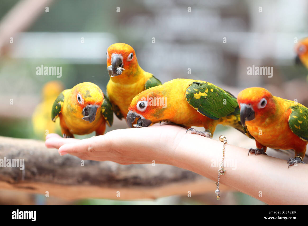 Molti di pappagallo è mangiare cibi sulla mano di persone. Foto Stock