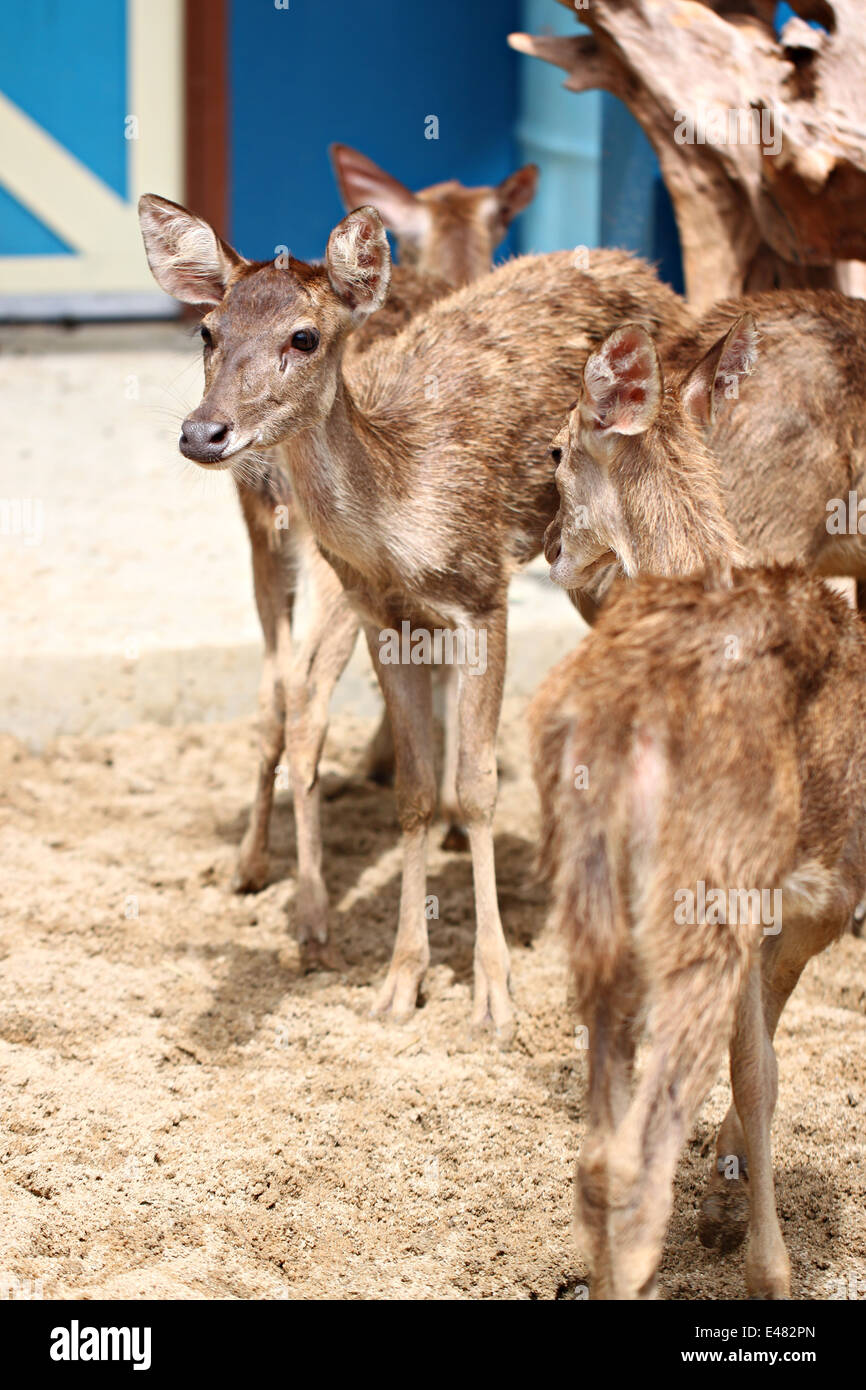 Giovane cervo nella fattoria per animali selvatici sfondo. Foto Stock