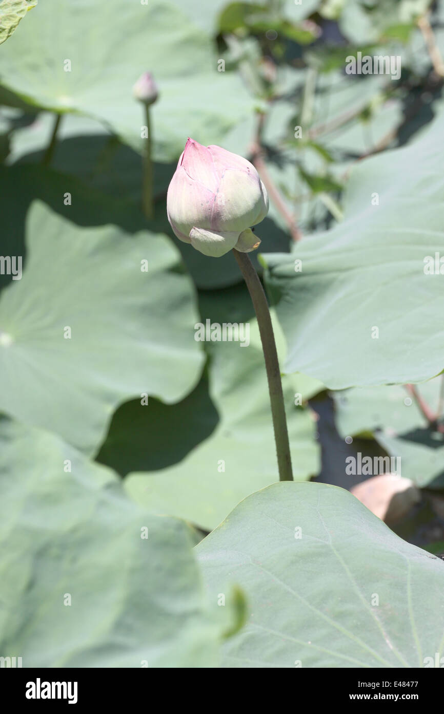 Pink lotus bud nello stagno. Foto Stock