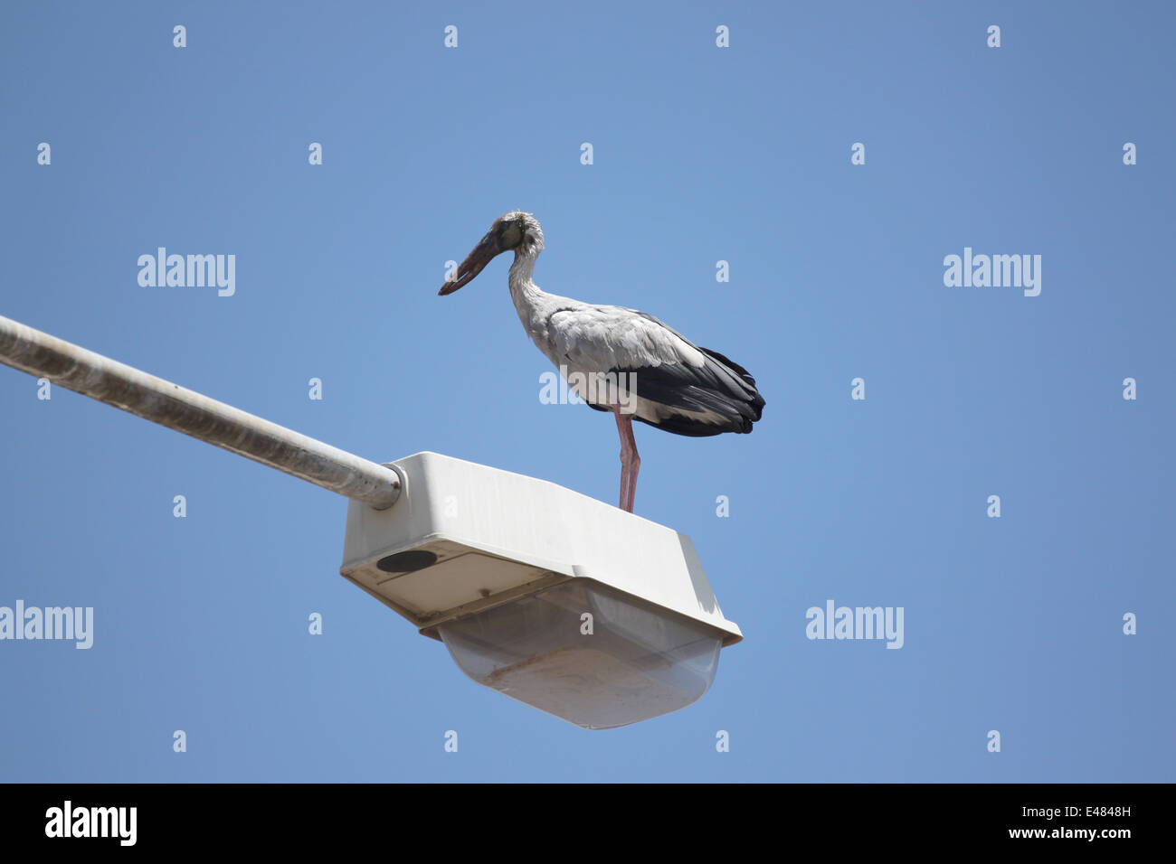 Big stork permanente sulla sommità elettricità post sul cielo blu sullo sfondo. Foto Stock