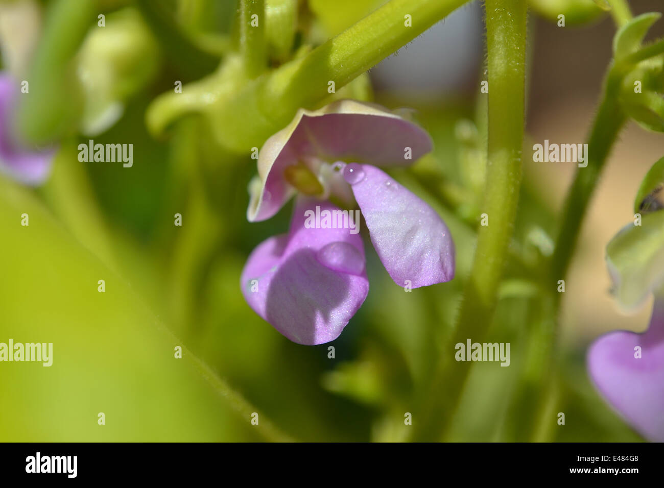 Fagiuoli nani fiore,all'inizio di luglio, REGNO UNITO Foto Stock