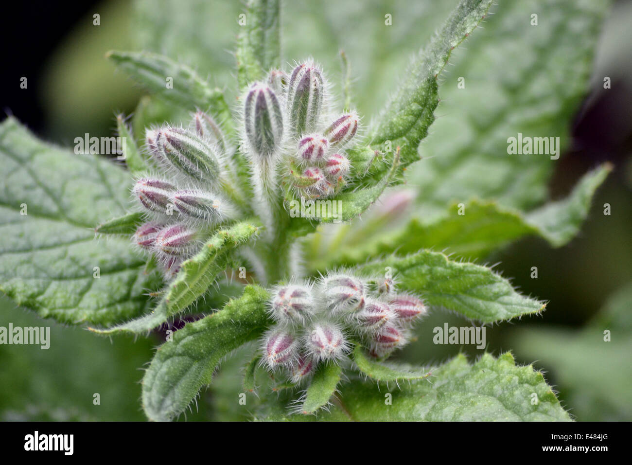 Borragine, borragine officinalis erba - dettaglio delle gemme pelose e il fogliame prima di fiori aperti Foto Stock